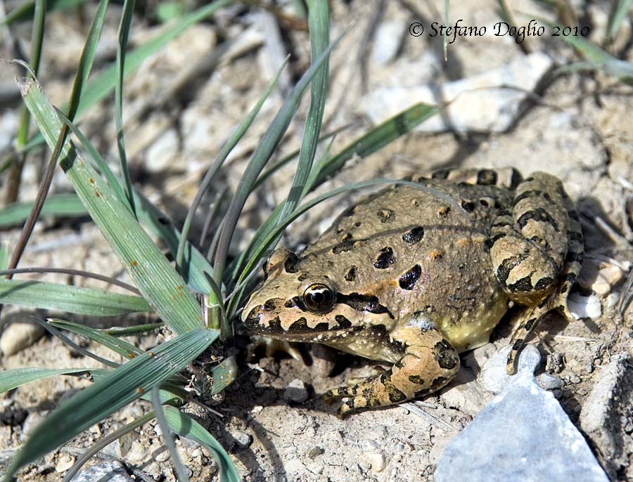 discoglosso marocchino - Discoglossus scovazzi